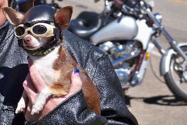 Biker Dog